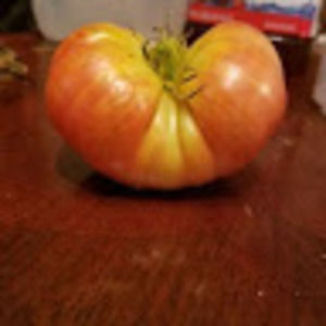 Meet your Posher, Jamila